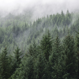 Walkie Talkie Kurragömma