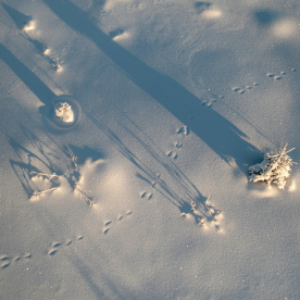 Hitta djurspår i snön