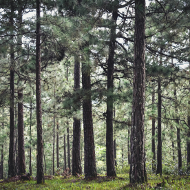 Hitta väderstrecken utan kompass